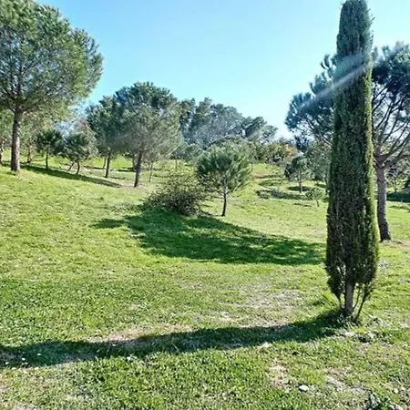 Les Eucalyptus Dans Domaine Prive A * Cannes